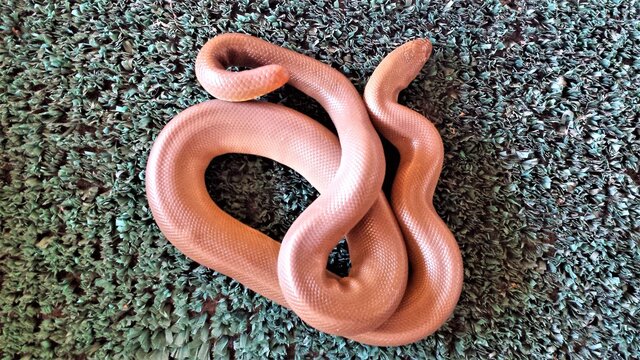 rosy boa snake seen in northern California