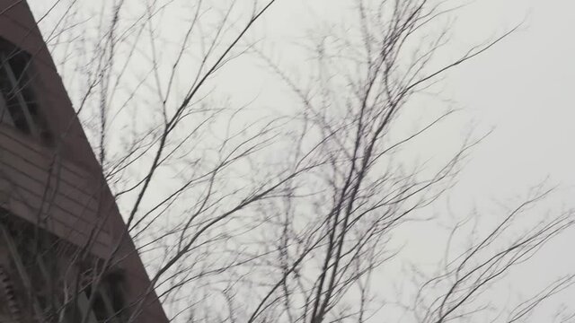 MONTREAL, CANADA - MARCH 14 2019 Grey Sky Tracking Shot To Modern Brick Lain Condo Building Leafless Trees Line The Street Sidewalk On A Spring Day.