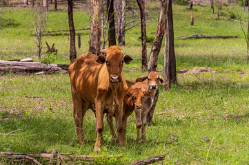 Brahman cattle in tall green grazing grass field with trees in the background in  Kroombit Tops National Park, Queensland