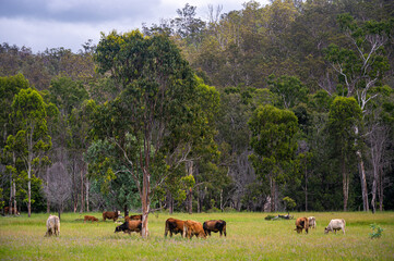 Brahman cattle in tall green grazing grass field with trees in the background in  Kroombit Tops...