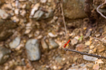 Dragonfly resting on a twig with blurred background of rocks,  Kroombit Tops National Park, Queensland