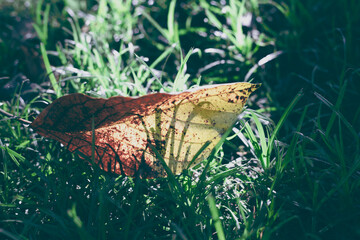 Yellow fallen leaf in green grass. Natural vintage moody toned photo. First sign of autumn season concept. Wild forest nature detail. Yellow leaf faded banner or cover temlate. Natural abstraction