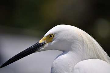 Egret in Cartagena Colombia