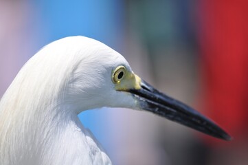 Egret in Cartagena Colombia