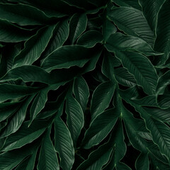 Naklejka na ściany i meble Green leaf surface, abstract background, natural pattern, tropical leaves, dark leaves