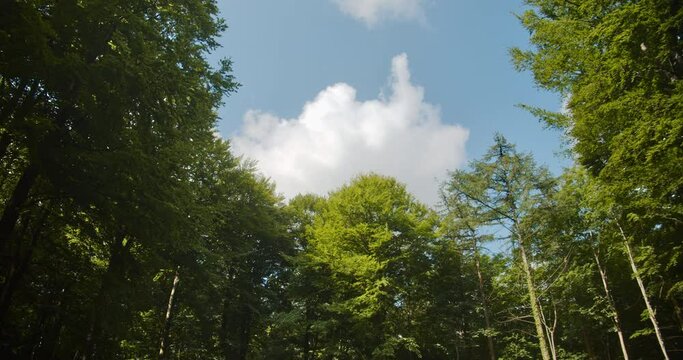 Serene View from the Ground of Forest Trees Extending up the Cloudy Blue Skies