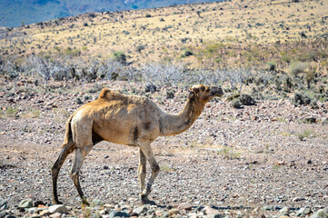 It's Camel walks on the Socotra Island, Yemen. UNESCO World Heritage