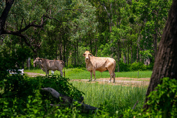 Naklejka na ściany i meble Brahman cattle on a gravel country road with trees in the background in summer, Kroombit Tops National Park, Queensland