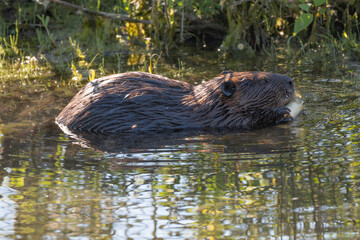 A beaver gnawing a stick in a pond