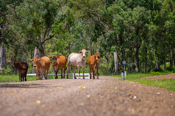 Brahman cattle on a gravel country road with trees in the background in summer, Kroombit Tops...