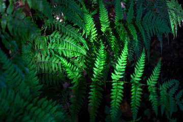Wild fern leaf vibrant natural photo. Tropical garden minimalist abstraction. Summer foliage...