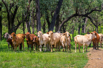 Brahman cattle grazing in the shade in summer, Kroombit Tops National Park, Queensland