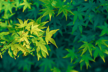 Green nature background with maple leaves for your design