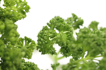 parsley isolated in white background