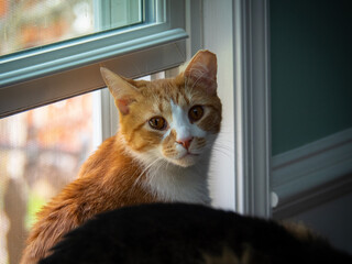 House Cat At Window