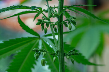Male flowers pollen sacs landscape