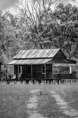Obraz premium Disused wooden homestead surrounded by grazing field and dramatic stormy sky in Kroombit Tops National Park, Queensland