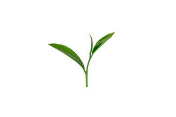 Fototapeta na wymiar young green tea leaves isolated on white background