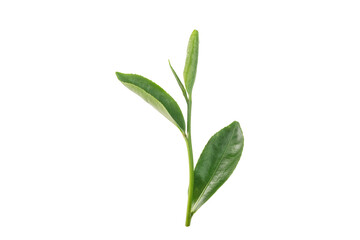 Young green tea leaves isolated on white background