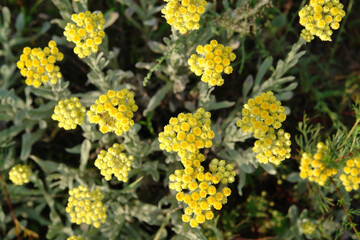 A close up of yellow flowers of Helichrysum arenarium (dwarf everlast, immortelle), growing in the field, top view