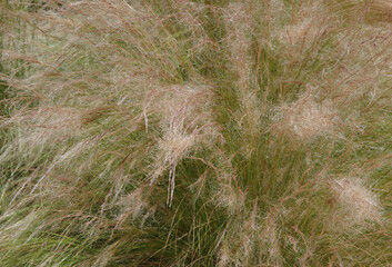 High angle full frame close-up view of very fine decorative grass in a natural environment