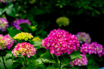 若宮八幡のアジサイ