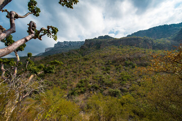 It's Nature of Socotra Island, Yemen. UNESCO World Natural Heritage