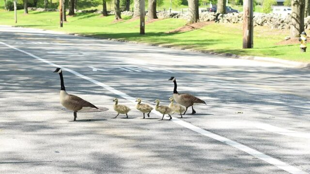 Canadian Goose Family Road Crossing