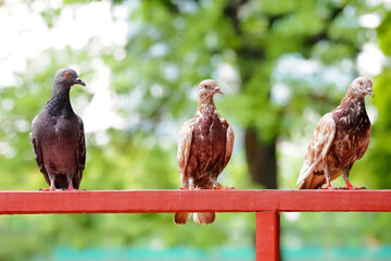 birds on a fence