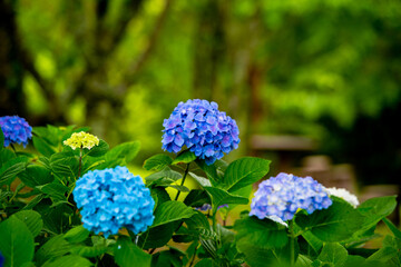 響山のアジサイ