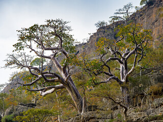 It's Nature of Socotra Island, Yemen. UNESCO World Natural Heritage