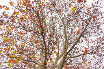 Maple trees (Platanus × hispanica) in foggy morning