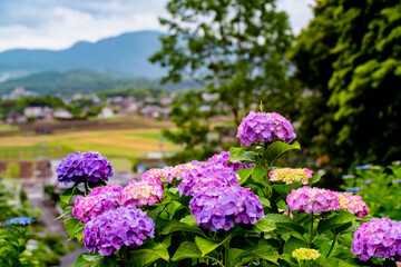 響山のアジサイ