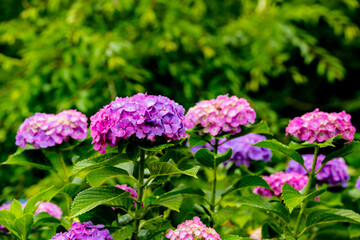 響山のアジサイ