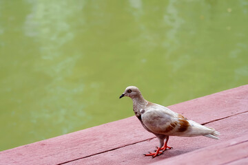 dove on the stone