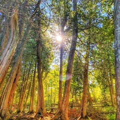 autumn forest in the morning