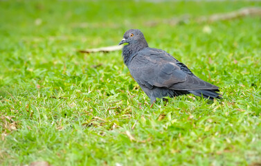 Obraz premium pigeon on the grass