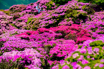 鶴見岳のミヤマキリシマ