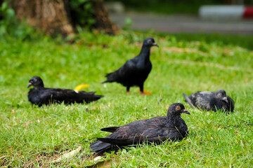black and white rooster