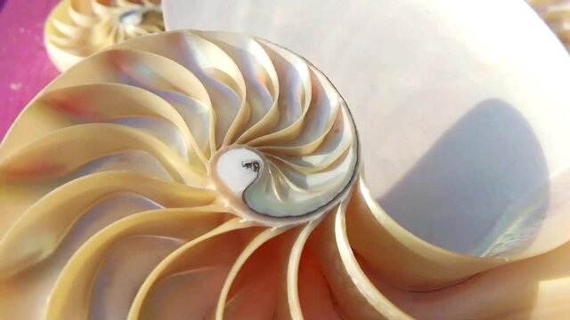 nautilus shell pearl Fibonacci sequence symmetry cross section spiral shell structure golden ratio background mollusk (nautilus pompilius) copy space half split stock,