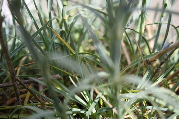 Tall grass closeup