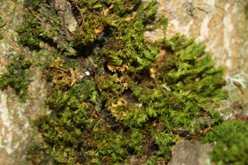 moss on tree