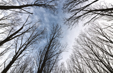 Trees with long stems rising to the blue sky