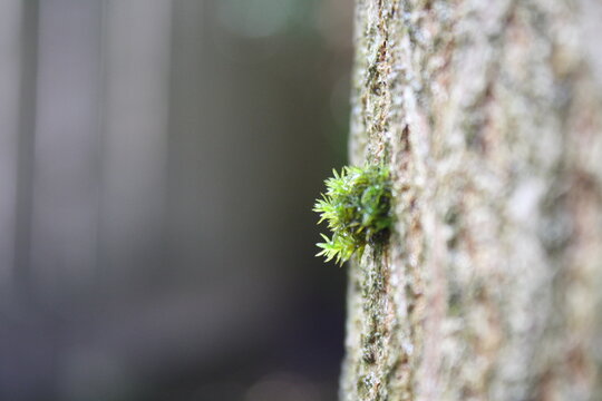 small moss on tree