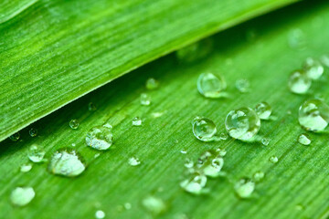 Small drops of water on a green leaf of grass after rain. Close-up. Macro.