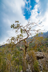 Obraz premium It's Rock formations and dry trees