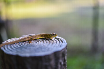 トカゲ（ニホンカナヘビ）