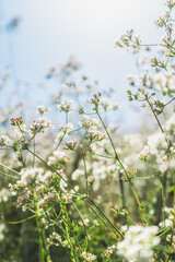 White flowers in a field