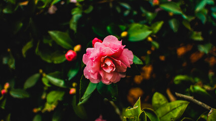 Obraz na płótnie Canvas A Pink Gallica Rose Wet From the Rain