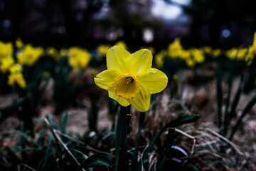 Yellow Daffodil In the Park